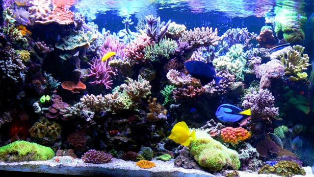 Les plus beau aquariums du forum P1120011
