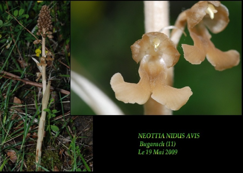 Neottia nidus-avis (Neottie nid d'oiseau ) Neotti10