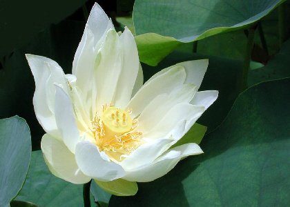 Avatar Lotus10