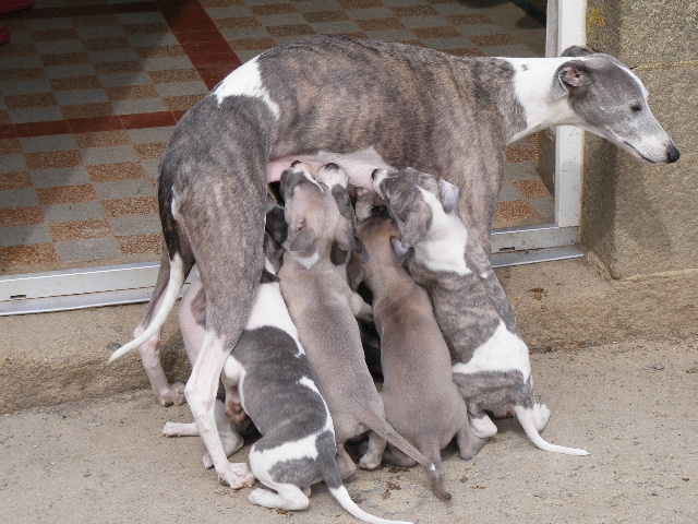 Des bébés whippet bien au chaud ????? - Page 7 2011_020