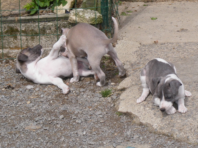 Des bébés whippet bien au chaud ????? - Page 7 2011_023