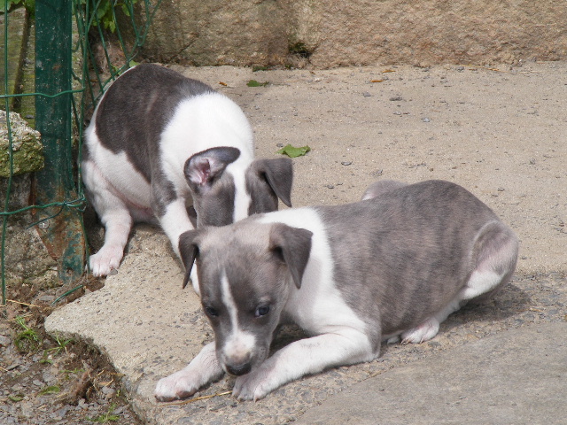 Des bébés whippet bien au chaud ????? - Page 7 2011_024