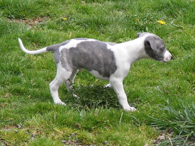 Des bébés whippet bien au chaud ????? - Page 7 2011_030