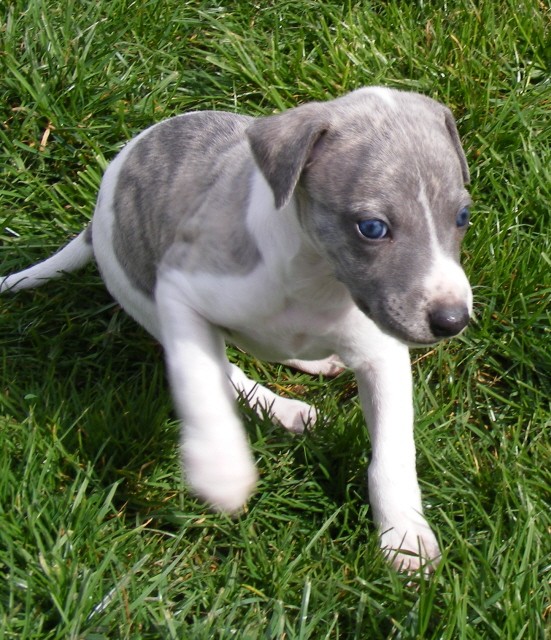 Des bébés whippet bien au chaud ????? - Page 6 233