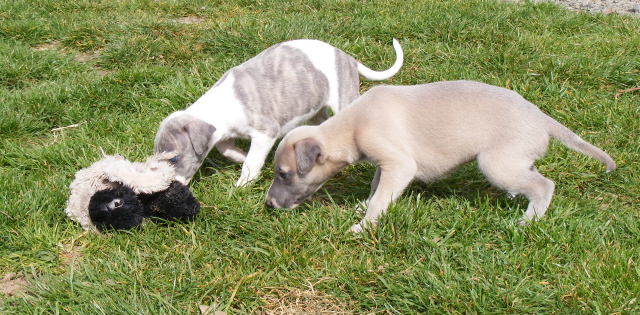 Des bébés whippet bien au chaud ????? - Page 6 2chiot10