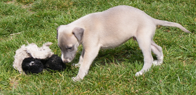 Des bébés whippet bien au chaud ????? - Page 6 Glamou14