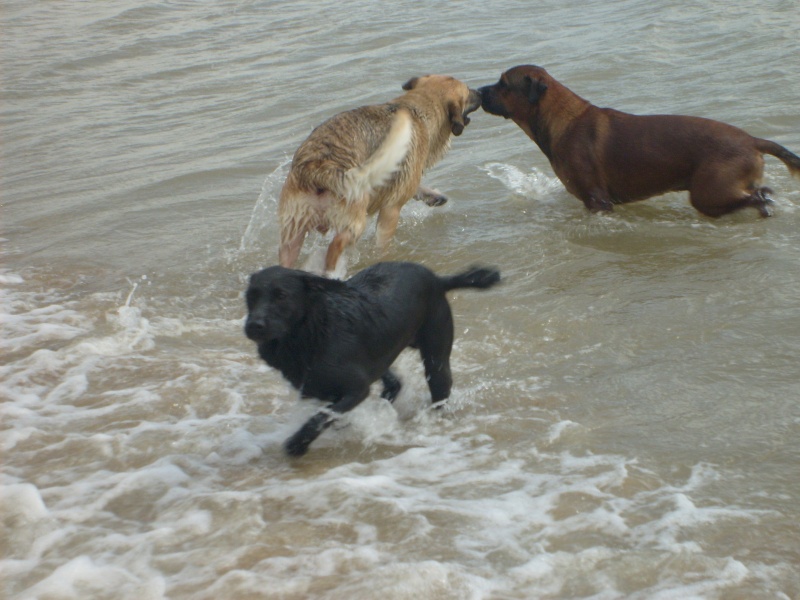 ballade de mes loulous avec leur copains (parc lac et ile d'oleron) S6300915