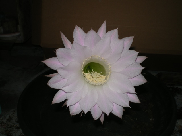 Des photo de mes fleurs de cactus en macro Imgp3610
