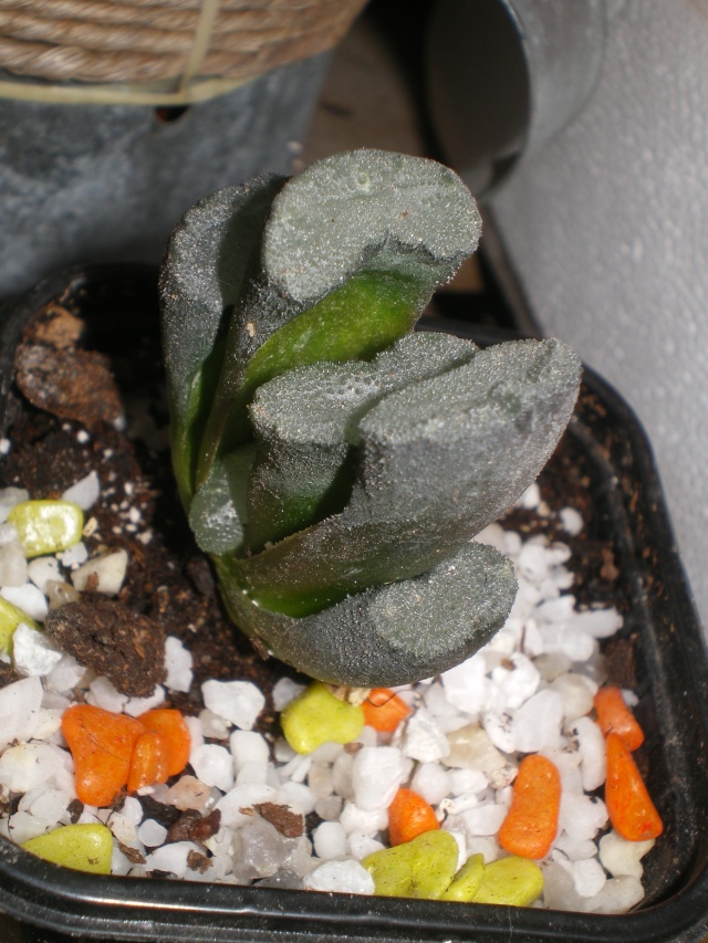 haworthia truncata Imgp4117