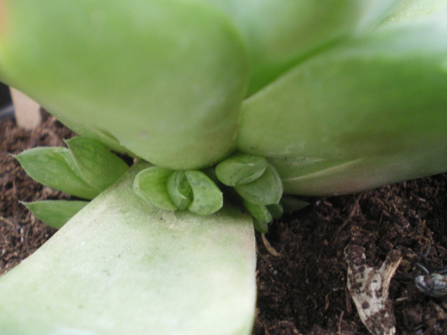 Des photo de mes fleurs de cactus en macro Imgp4310