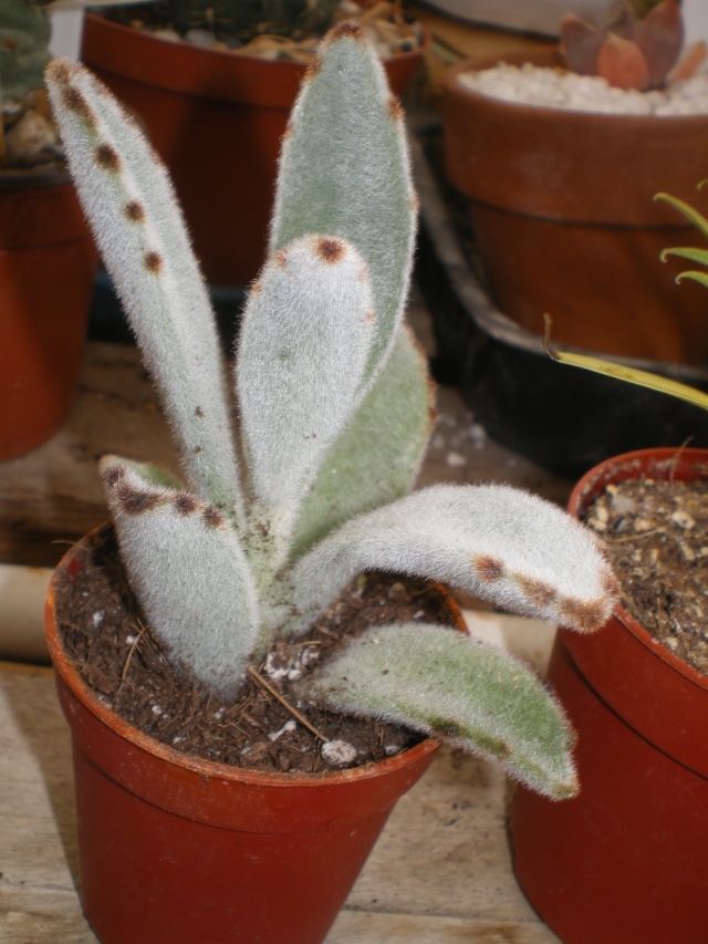 kalanchoe tomentosa Imgp4327