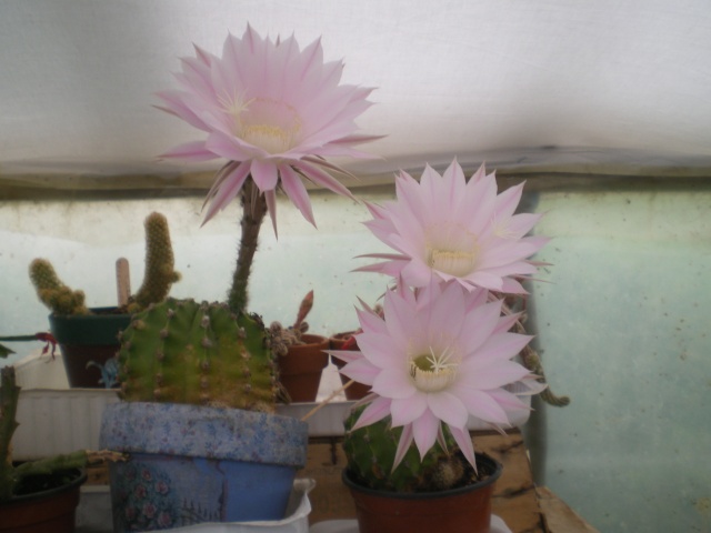 Des photo de mes fleurs de cactus en macro Imgp8513