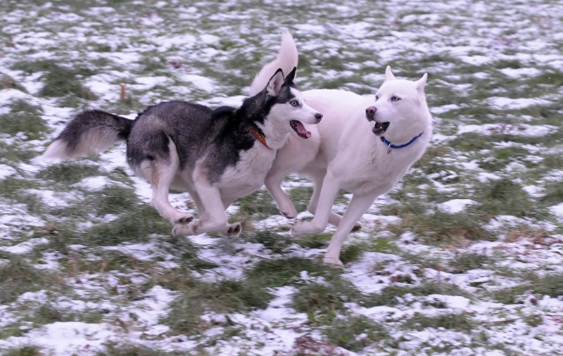 Venez voter pour le concours Nos chiens dans la neige 10_12_12