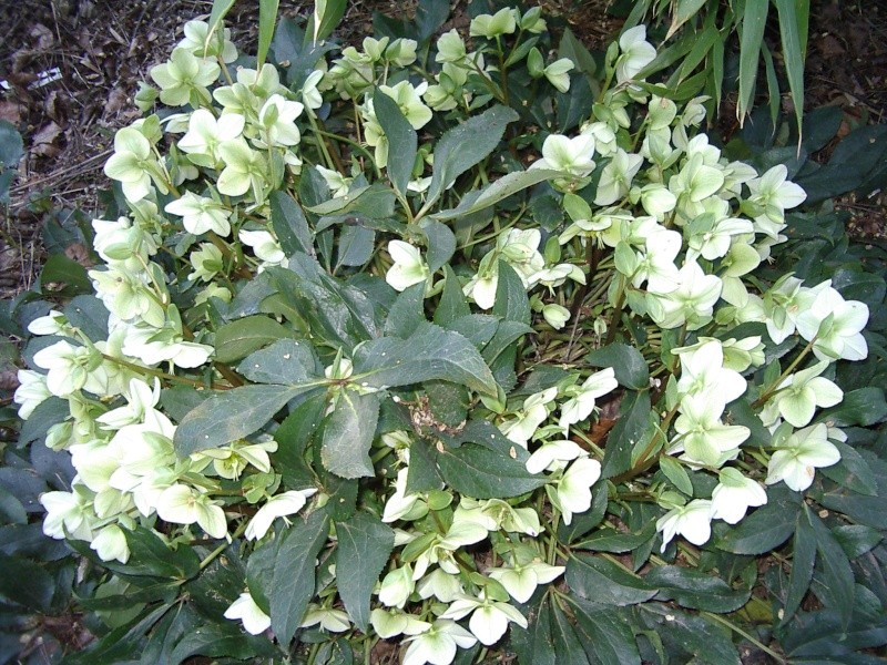 hellebores Lion_414