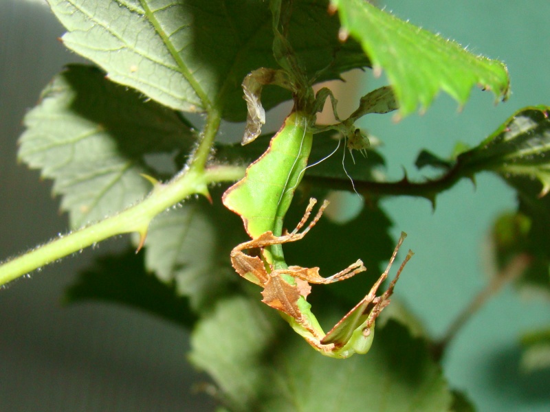 Phyllium giganteum Phasme13