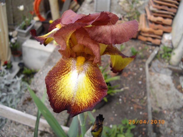 Mon iris spreck en fleurs Imgp0912