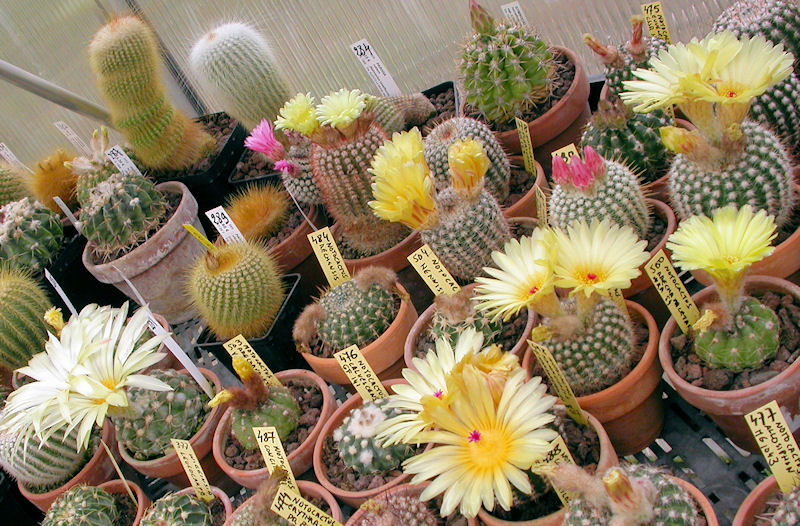 Notocactus - Parodia tous le monde s'éclate Dscn4313