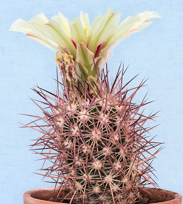 Sclerocactus johnsonii ssp lutescens - 7 ans D: 48 mm H 70mm Img_0420