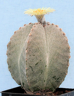 Astrophytum myriostigma ssp columnare - 11 ans - D: 9.40 cm Img_0422
