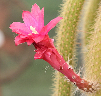 APOROCACTUS FLAGRIFORMIS - 7 ans - L: 63cm Img_1110