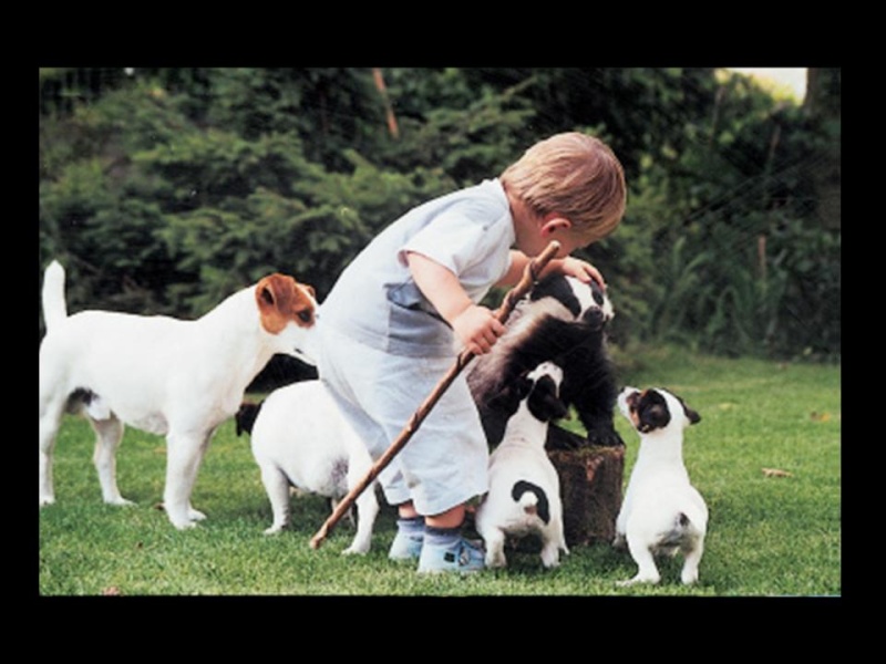 La vera caccia al tasso con i Jack Russell: Caccia10