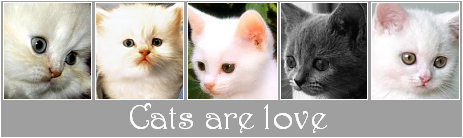 Картинки is love - Страница 2 Cats210