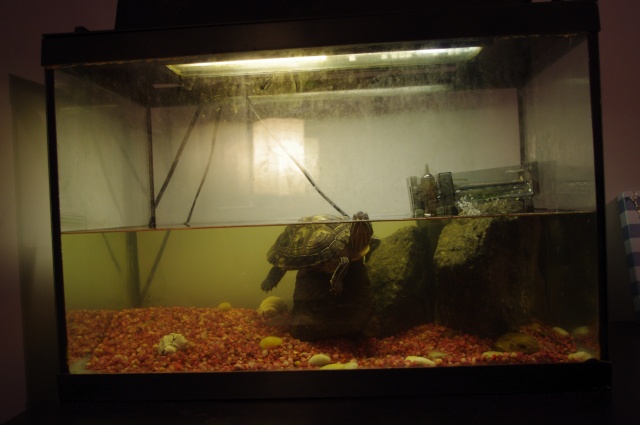 Un aquarium et un ecosystème Imgp7511