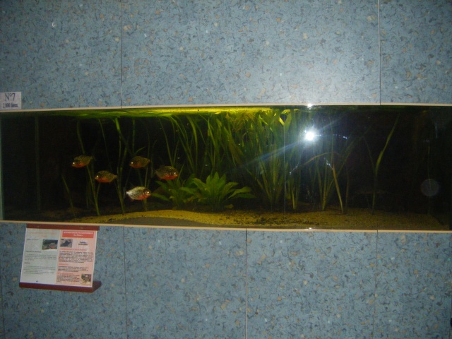 Aquarium du club de Loudun Dscf1210