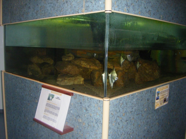 Aquarium du club de Loudun Dscf1213