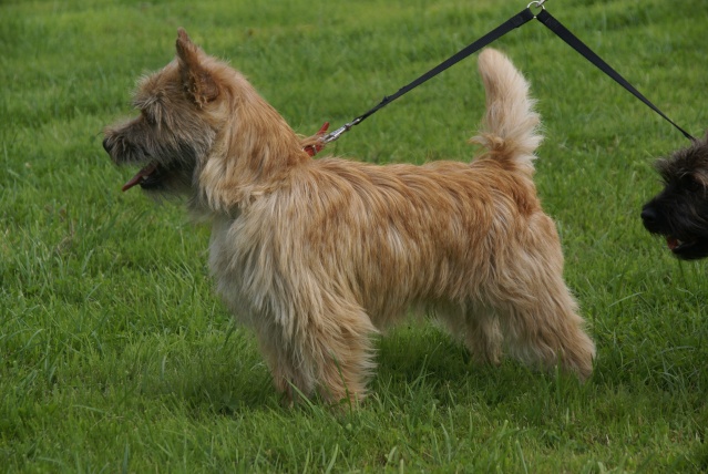 terrier - Le cairn terrier - Page 2 Dsc03210