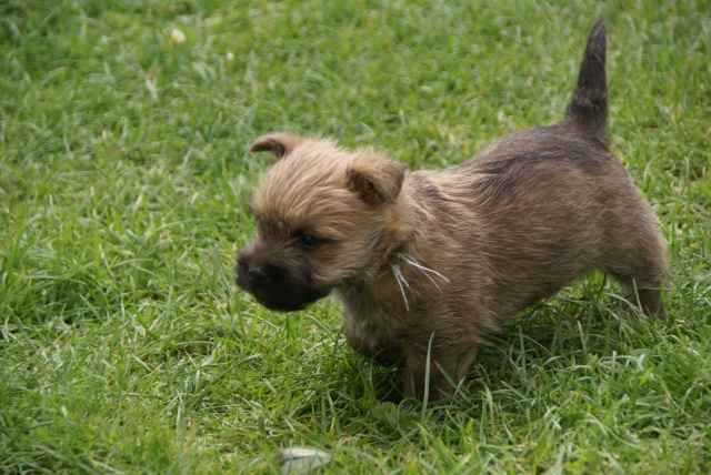 chiots cairn terrier au moulin de la baie - Page 2