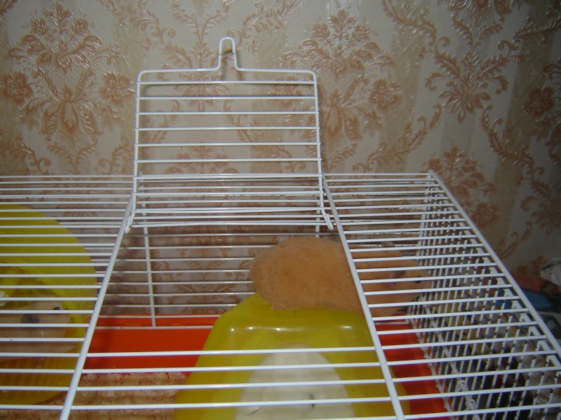 mes femelle hamster - Page 3 Dsc02676