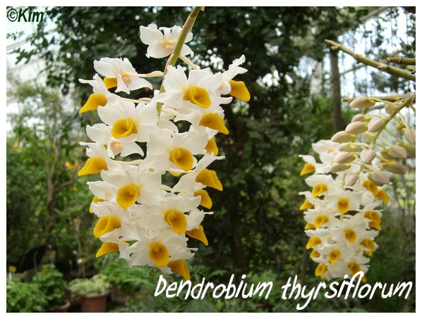 Orchidées en fleurs au JB de Meise en Belgique! Dendro12