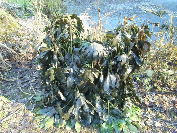 Zone 6 (-20°C) pour mon jardin cet hiver! Gel210
