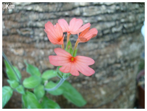 Quiz rouge - Crossandra nilotica Quiz_r10