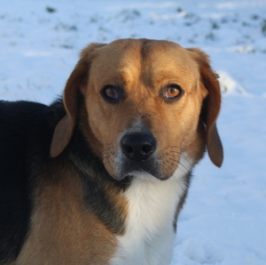 KIM, beagle mâle, 6 ans - SPA de Chamarande (91) Anm_ph10