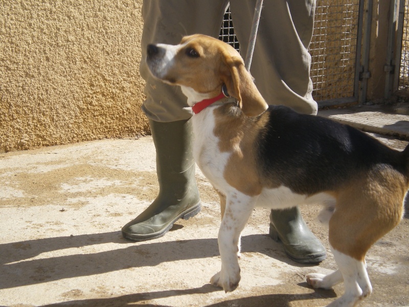 NESTOR, beagle mâle, 9 mois (34) Beagle10