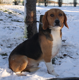 KIM, beagle mâle, 6 ans - SPA de Chamarande (91) Imf_co11