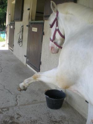 Qui coupe la crinière de son cheval et comment? Idole_18