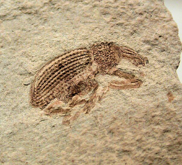 [Curculionidae] Curculionidae fossile Cucurl10