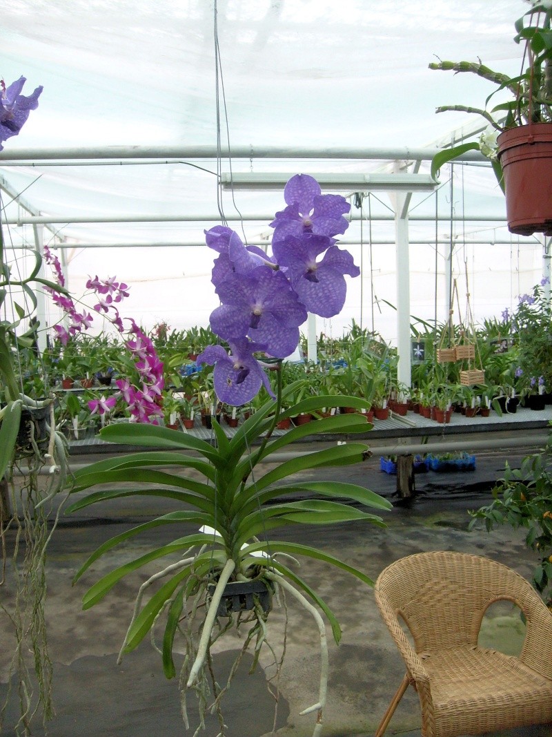 Visite chez un producteur d'orchidées. Lavand10
