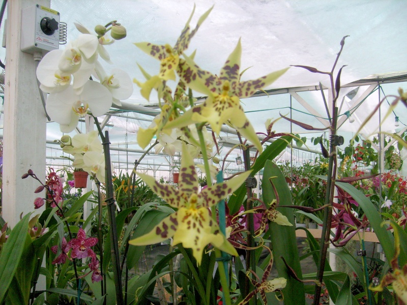 Visite chez un producteur d'orchidées. Madell10