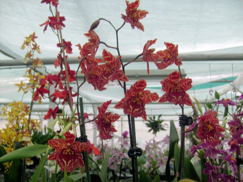 Visite chez un producteur d'orchidées. Odonti10