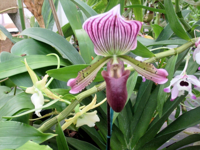 Visite chez un producteur d'orchidées. Paphio11