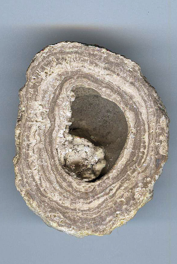 stromatolithes?? Phacop10