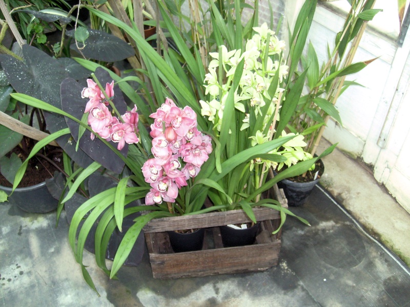 Visite chez un producteur d'orchidées. Pisymb10