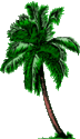 Woodwardia radicans et bulbilles Palmie11