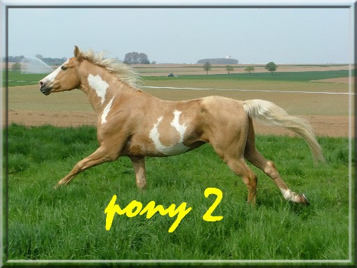 ma boutique Pony210
