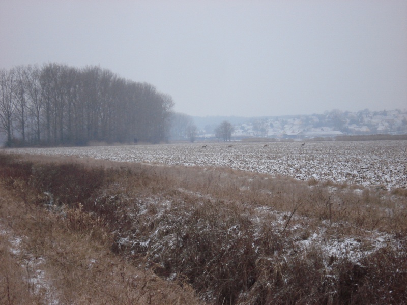Promenade hivernale. Dsc04521