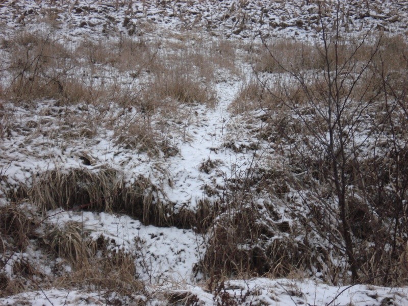 Promenade hivernale. Dsc04522